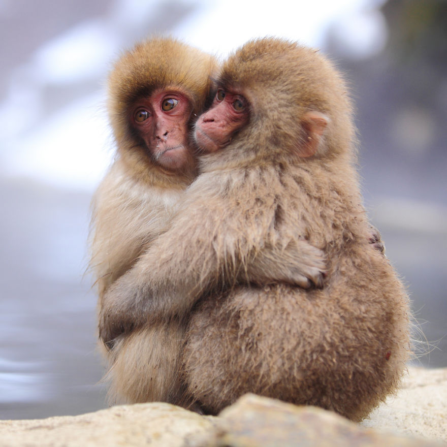 25 Coppie che Dimostrano che il Vero Amore Esiste anche nel Regno Animale