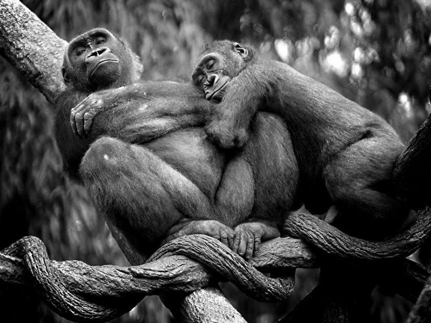 25 Coppie che Dimostrano che il Vero Amore Esiste anche nel Regno Animale