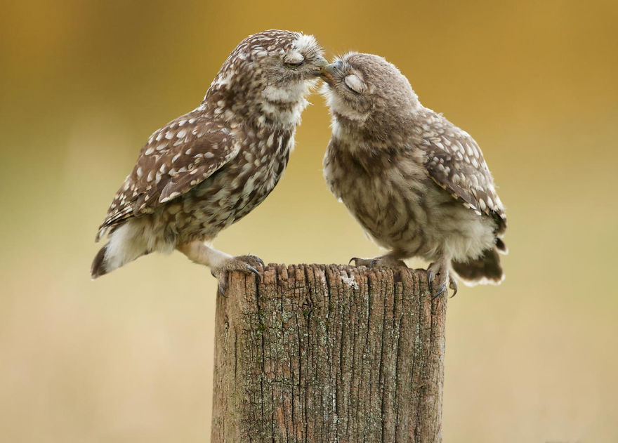 25 Coppie che Dimostrano che il Vero Amore Esiste anche nel Regno Animale