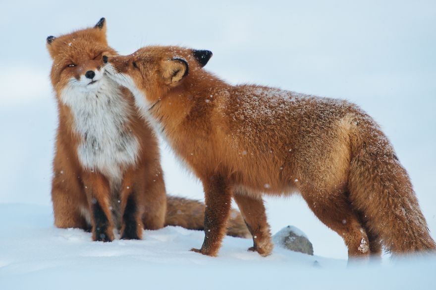 25 Coppie che Dimostrano che il Vero Amore Esiste anche nel Regno Animale