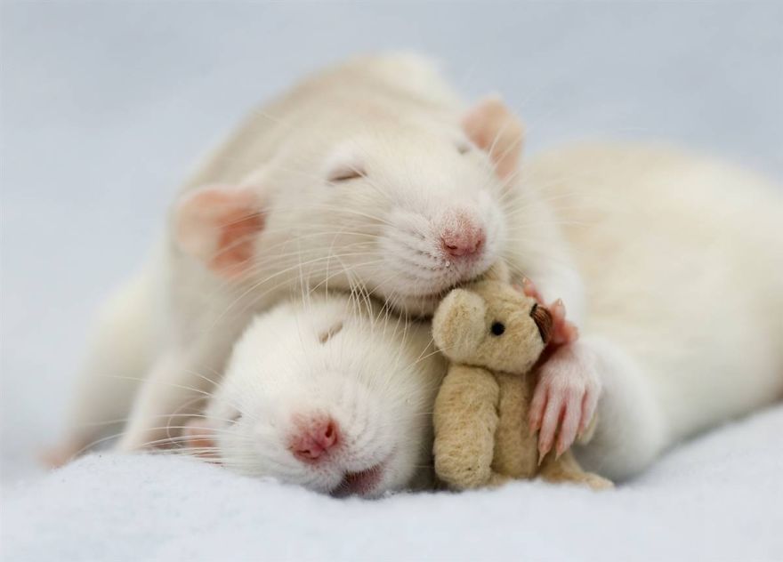 25 Coppie che Dimostrano che il Vero Amore Esiste anche nel Regno Animale