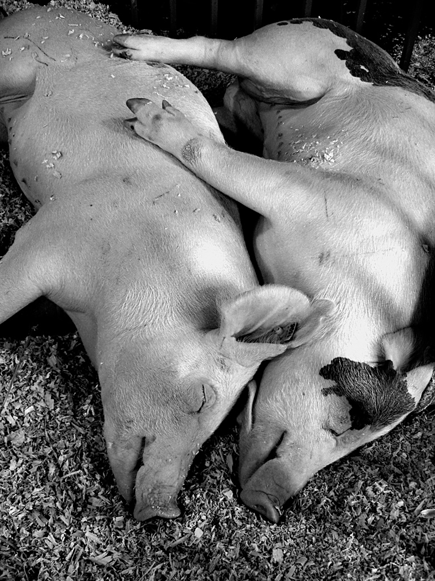 25 Coppie che Dimostrano che il Vero Amore Esiste anche nel Regno Animale