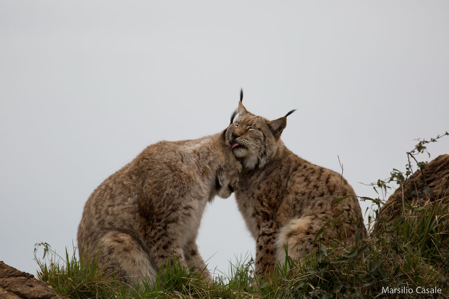 25 Coppie che Dimostrano che il Vero Amore Esiste anche nel Regno Animale