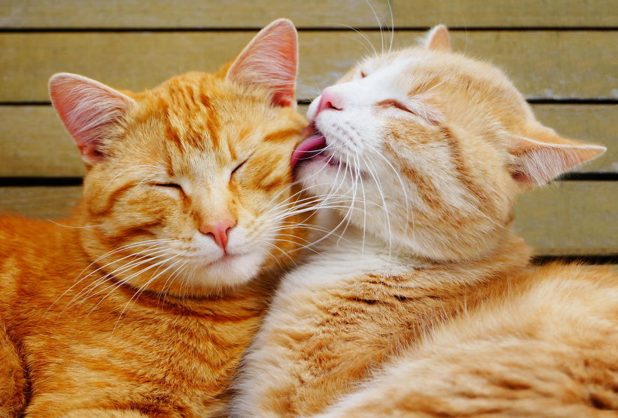 25 Coppie che Dimostrano che il Vero Amore Esiste anche nel Regno Animale