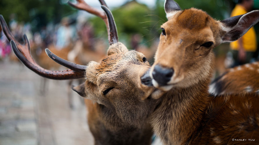 25 Coppie che Dimostrano che il Vero Amore Esiste anche nel Regno Animale