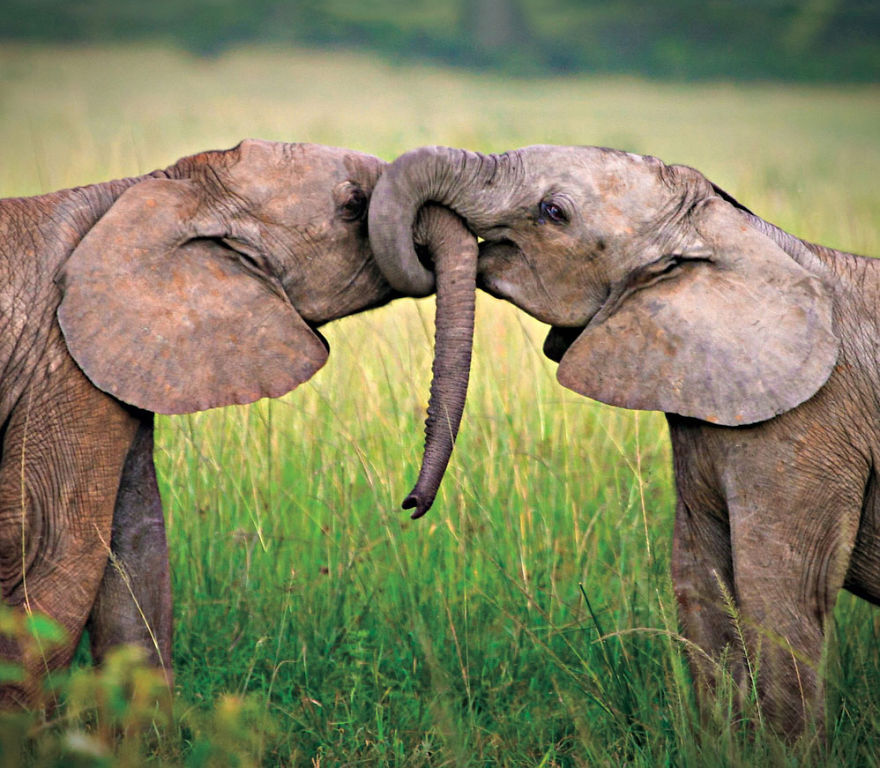 25 Coppie che Dimostrano che il Vero Amore Esiste anche nel Regno Animale