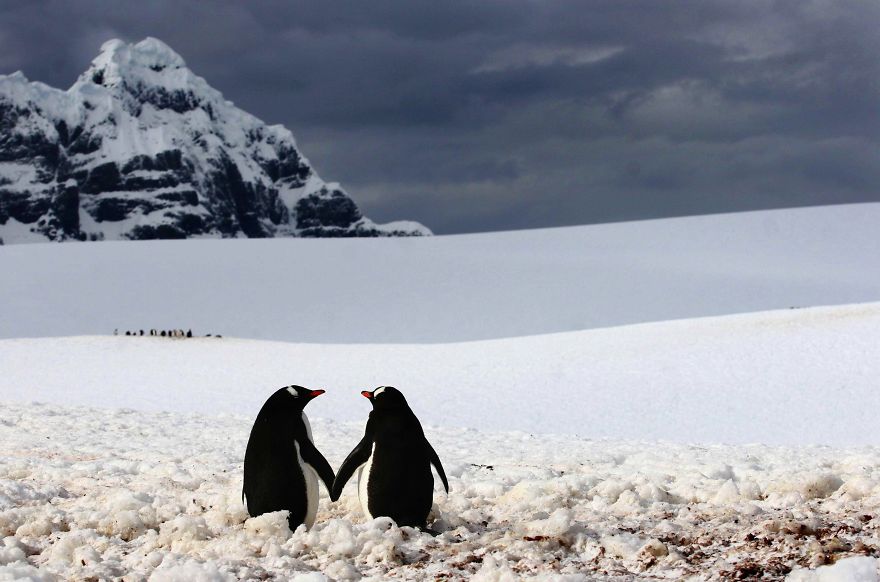 25 Coppie che Dimostrano che il Vero Amore Esiste anche nel Regno Animale