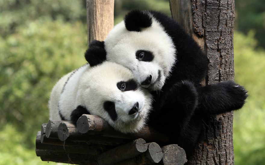 25 Coppie che Dimostrano che il Vero Amore Esiste anche nel Regno Animale
