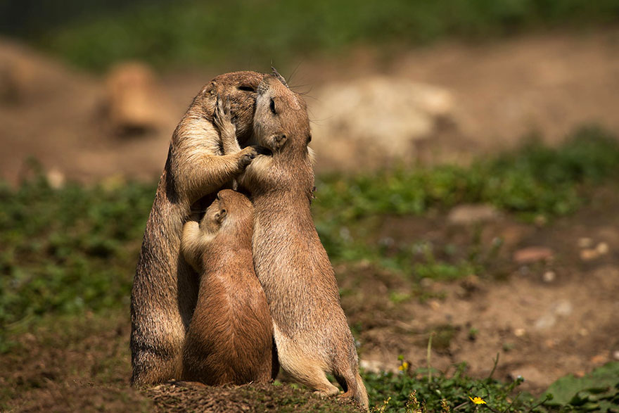 25 Coppie che Dimostrano che il Vero Amore Esiste anche nel Regno Animale