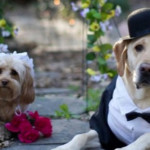 Pete & Tally: Anche i Cani si Sposano