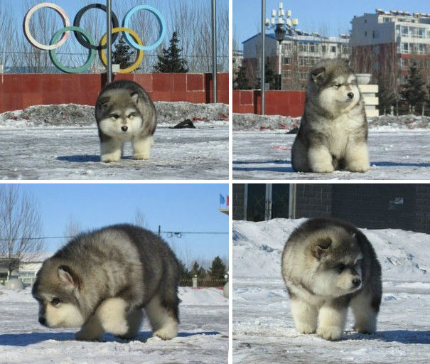 25 Cani che Assomigliano incredibilmente a degli Orsacchiotti di Peluche