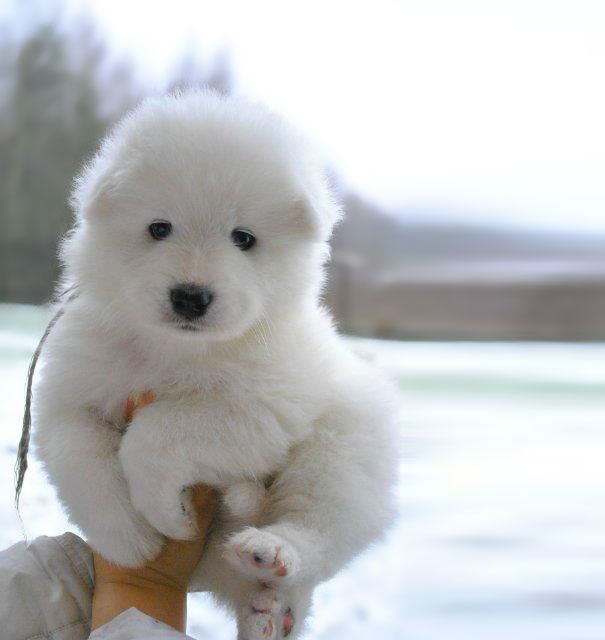 25 Cani che Assomigliano incredibilmente a degli Orsacchiotti di Peluche