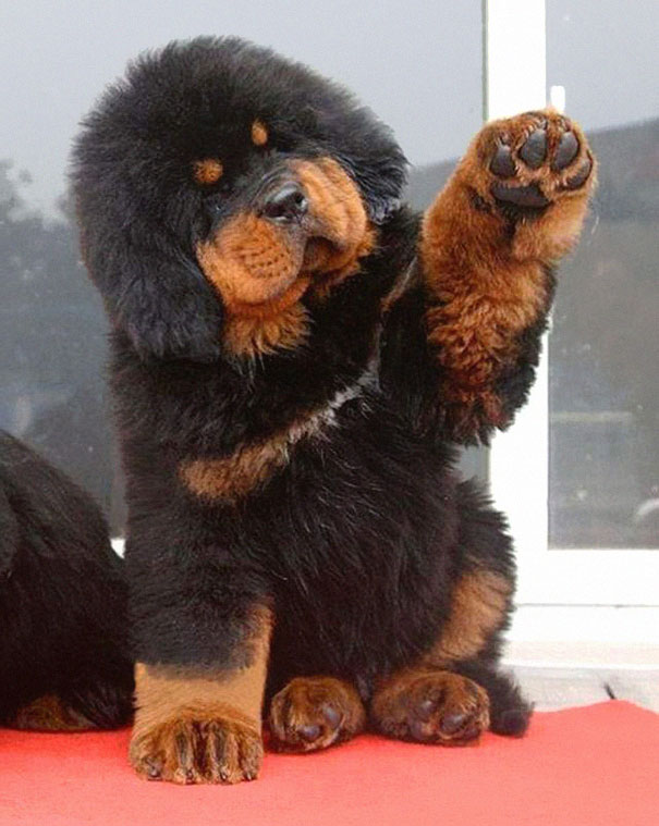 25 Cani che Assomigliano incredibilmente a degli Orsacchiotti di Peluche