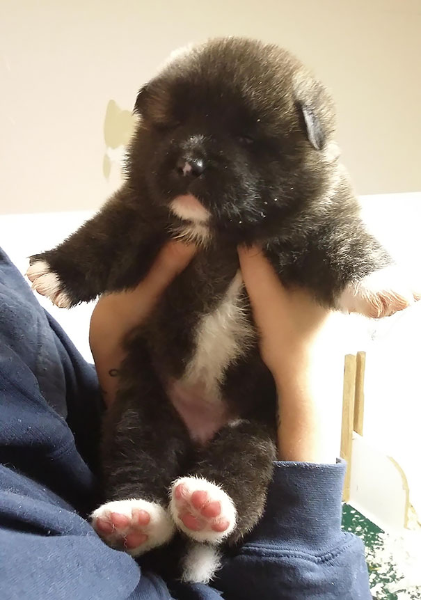25 Cani che Assomigliano incredibilmente a degli Orsacchiotti di Peluche