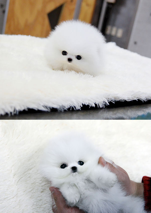 25 Cani che Assomigliano incredibilmente a degli Orsacchiotti di Peluche