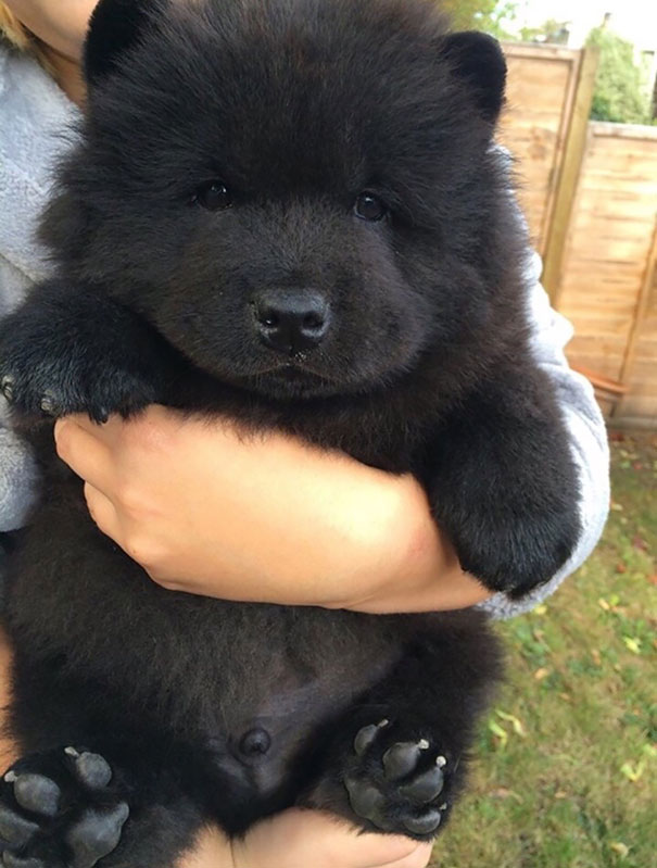 25 Cani che Assomigliano incredibilmente a degli Orsacchiotti di Peluche
