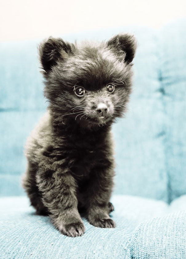 25 Cani che Assomigliano incredibilmente a degli Orsacchiotti di Peluche