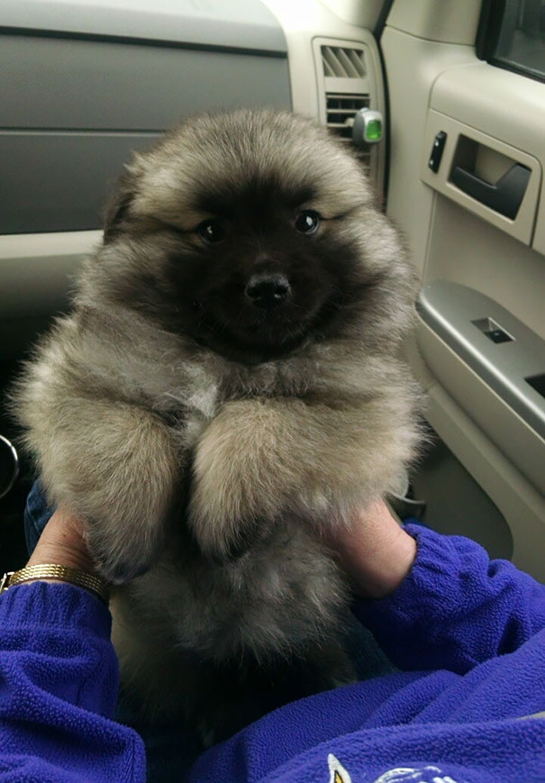 25 Cani che Assomigliano incredibilmente a degli Orsacchiotti di Peluche