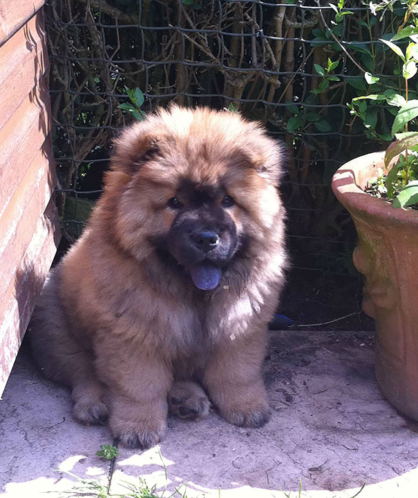 25 Cani che Assomigliano incredibilmente a degli Orsacchiotti di Peluche