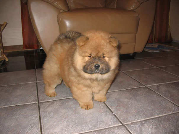 25 Cani che Assomigliano incredibilmente a degli Orsacchiotti di Peluche