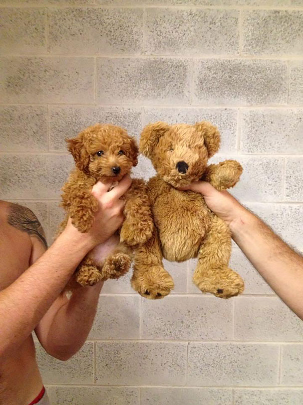 25 Cani che Assomigliano incredibilmente a degli Orsacchiotti di Peluche