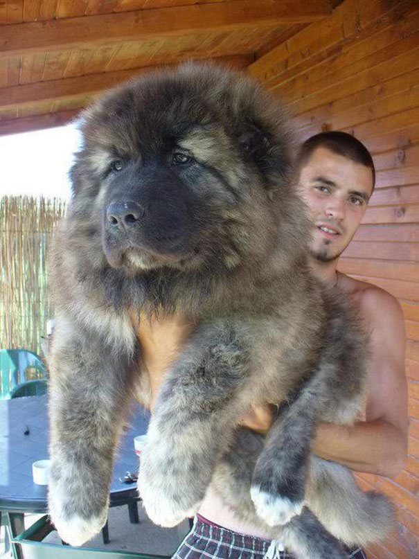 25 Cani che Assomigliano incredibilmente a degli Orsacchiotti di Peluche