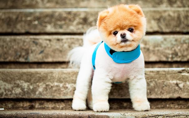 25 Cani che Assomigliano incredibilmente a degli Orsacchiotti di Peluche