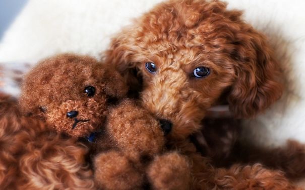 25 Cani che Assomigliano incredibilmente a degli Orsacchiotti di Peluche
