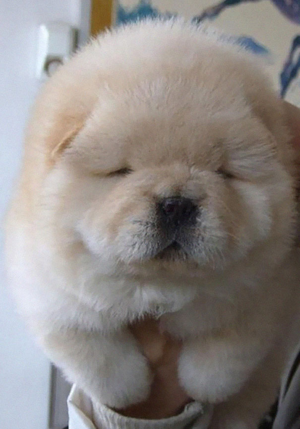 25 Cani che Assomigliano incredibilmente a degli Orsacchiotti di Peluche