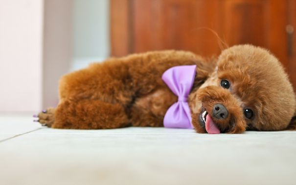 25 Cani che Assomigliano incredibilmente a degli Orsacchiotti di Peluche
