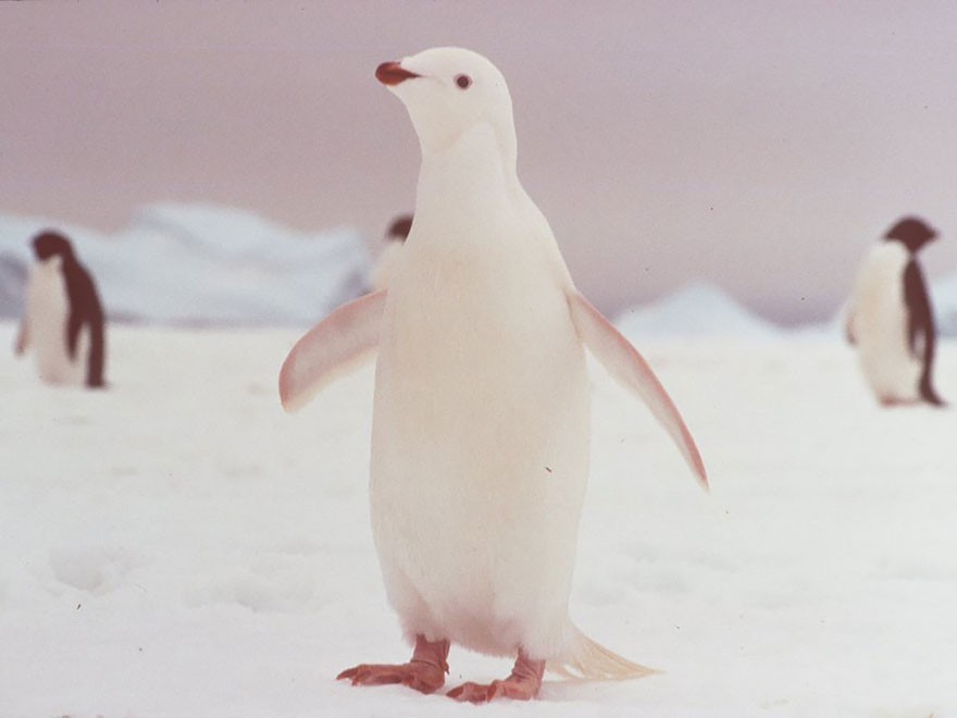 21 Animali Albini che Non Potrai Credere Esistano