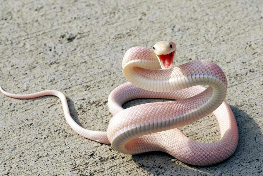21 Animali Albini che Non Potrai Credere Esistano