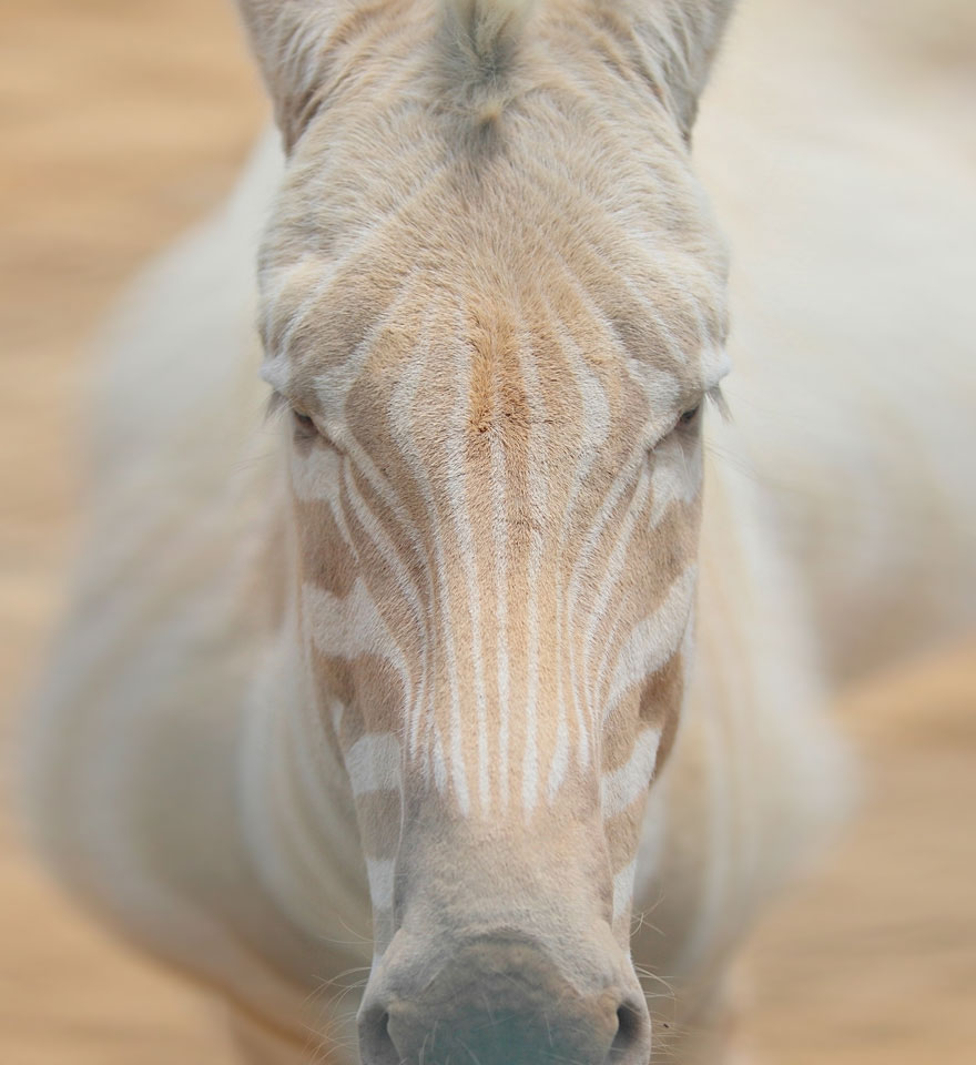 21 Animali Albini che Non Potrai Credere Esistano