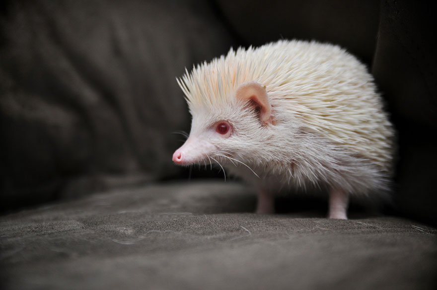 21 Animali Albini che Non Potrai Credere Esistano