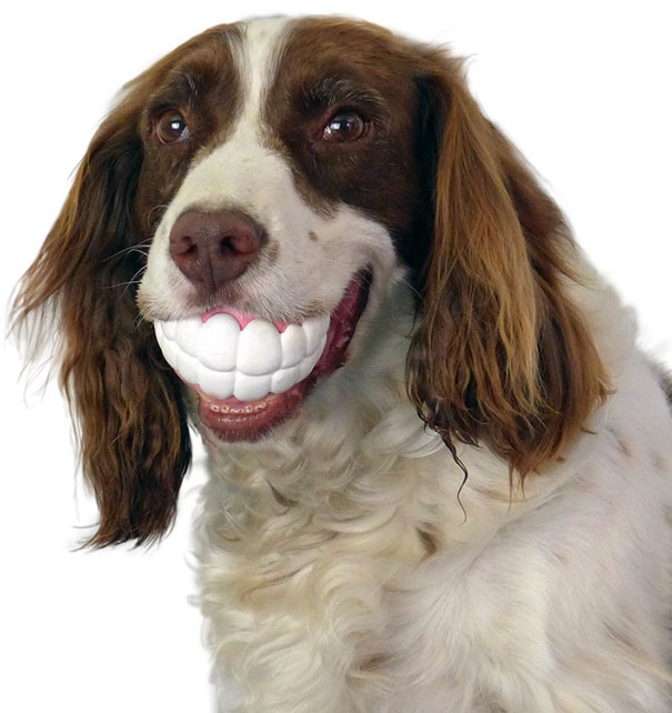 Cani che Non si Rendono Conto di Essere Ridicoli con quei Giocattoli
