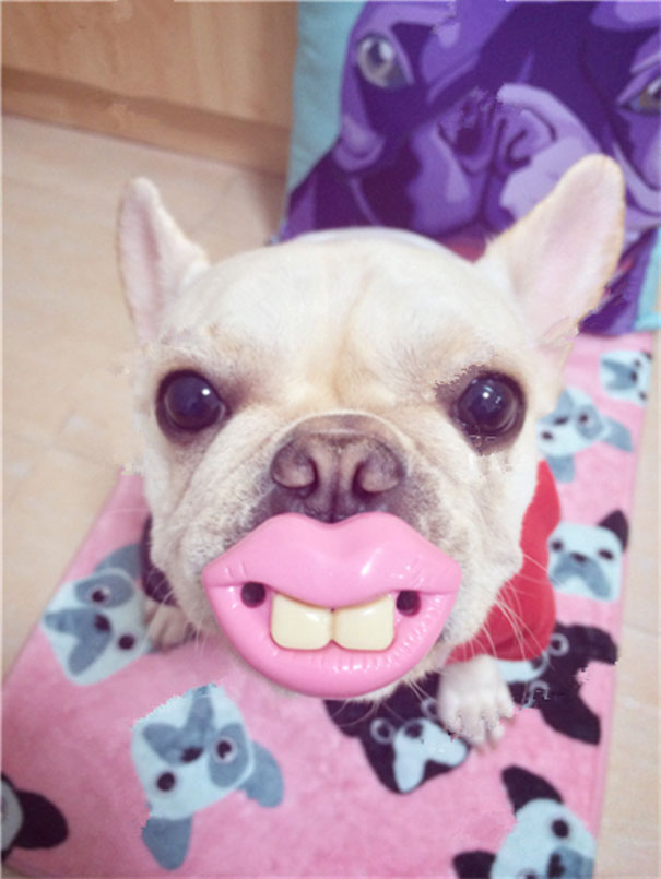 Cani che Non si Rendono Conto di Essere Ridicoli con quei Giocattoli