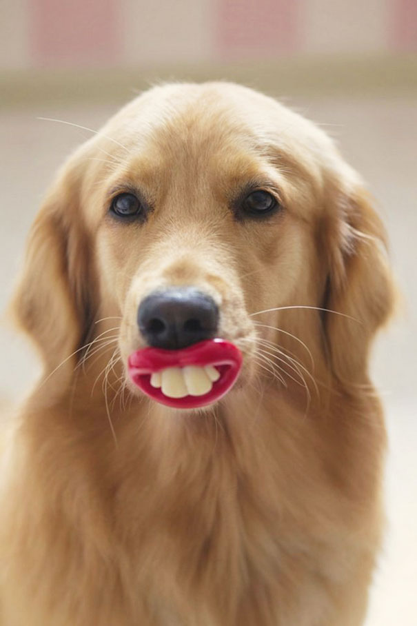 Cani che Non si Rendono Conto di Essere Ridicoli con quei Giocattoli