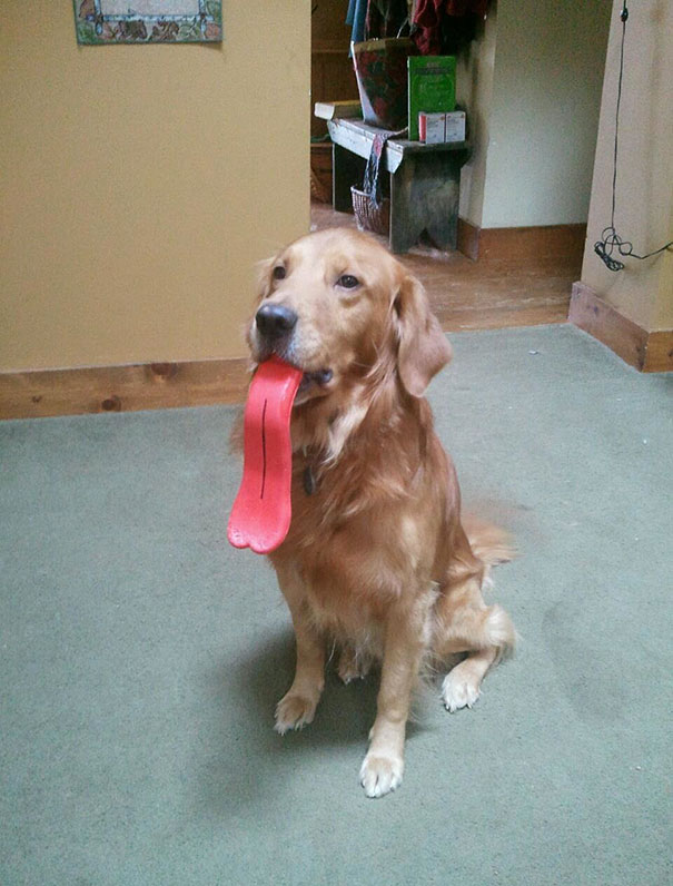 Cani che Non si Rendono Conto di Essere Ridicoli con quei Giocattoli