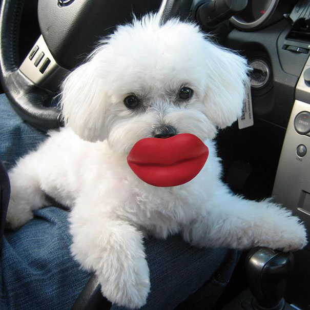 Cani che Non si Rendono Conto di Essere Ridicoli con quei Giocattoli