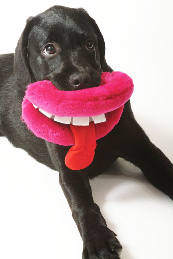 Cani che Non si Rendono Conto di Essere Ridicoli con quei Giocattoli