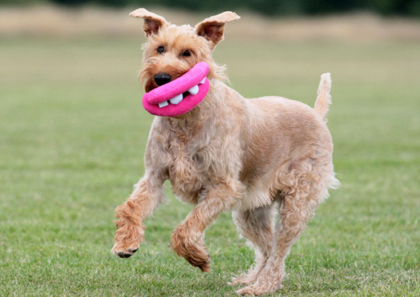 Cani che Non si Rendono Conto di Essere Ridicoli con quei Giocattoli