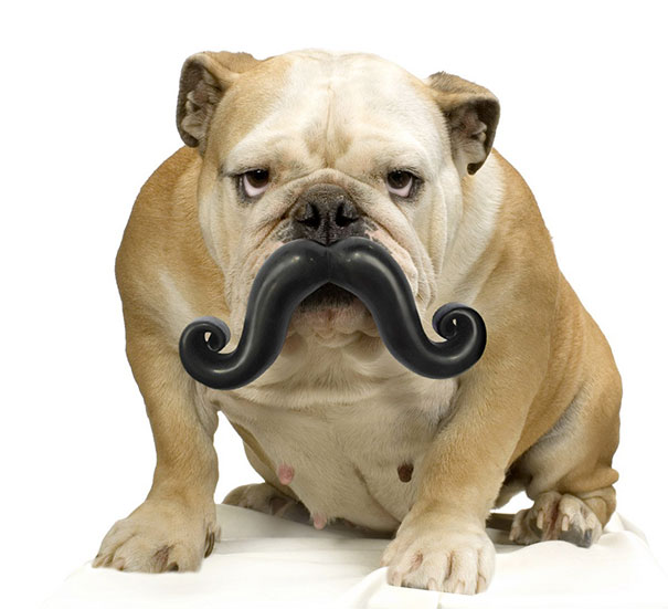Cani che Non si Rendono Conto di Essere Ridicoli con quei Giocattoli