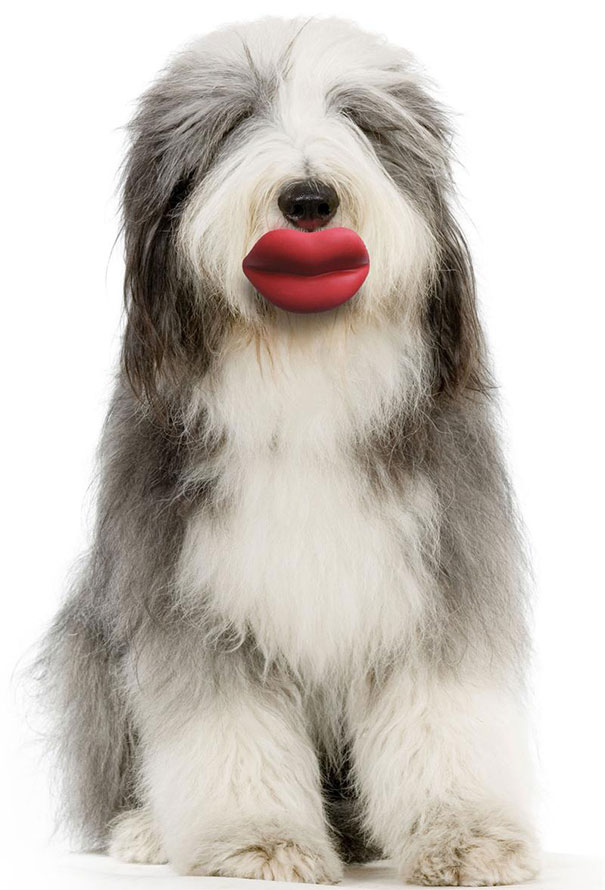 Cani che Non si Rendono Conto di Essere Ridicoli con quei Giocattoli