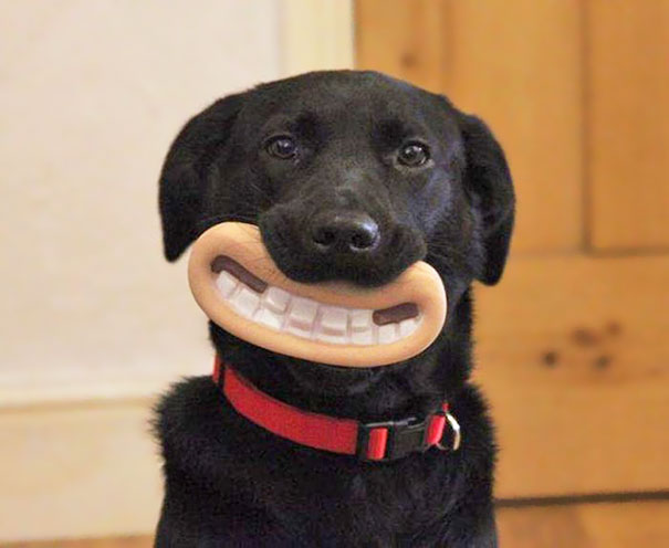 Cani che Non si Rendono Conto di Essere Ridicoli con quei Giocattoli