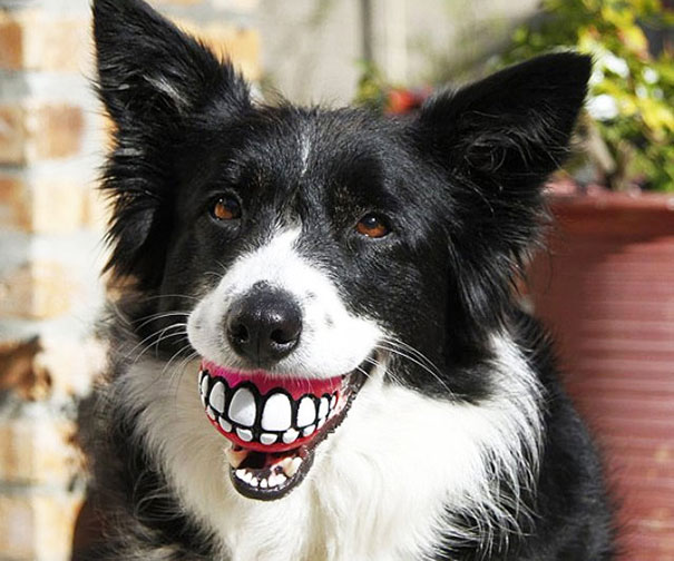 Cani che Non si Rendono Conto di Essere Ridicoli con quei Giocattoli