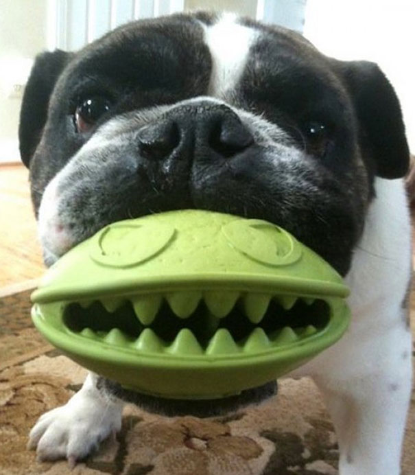 Cani che Non si Rendono Conto di Essere Ridicoli con quei Giocattoli