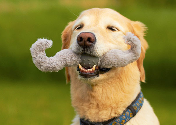 Cani che Non si Rendono Conto di Essere Ridicoli con quei Giocattoli