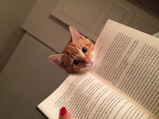 Gatti che Non Hanno Nessuna Intenzione di Farti Leggere