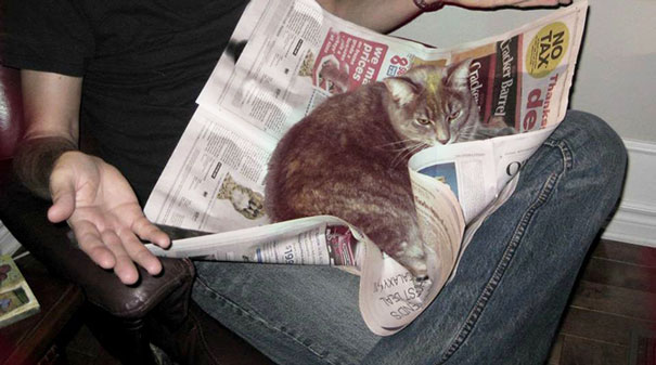 Gatti che Non Hanno Nessuna Intenzione di Farti Leggere