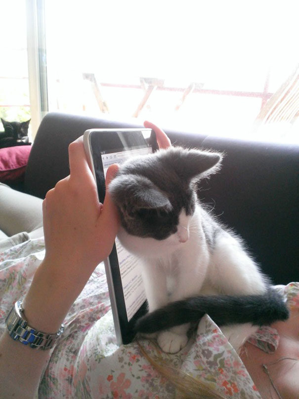 Gatti che Non Hanno Nessuna Intenzione di Farti Leggere